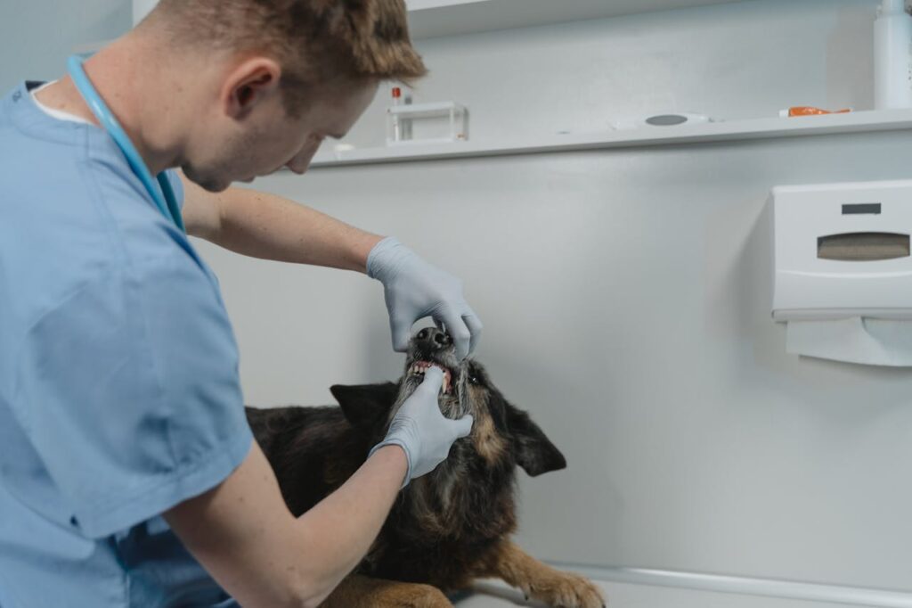 dental care cat dog